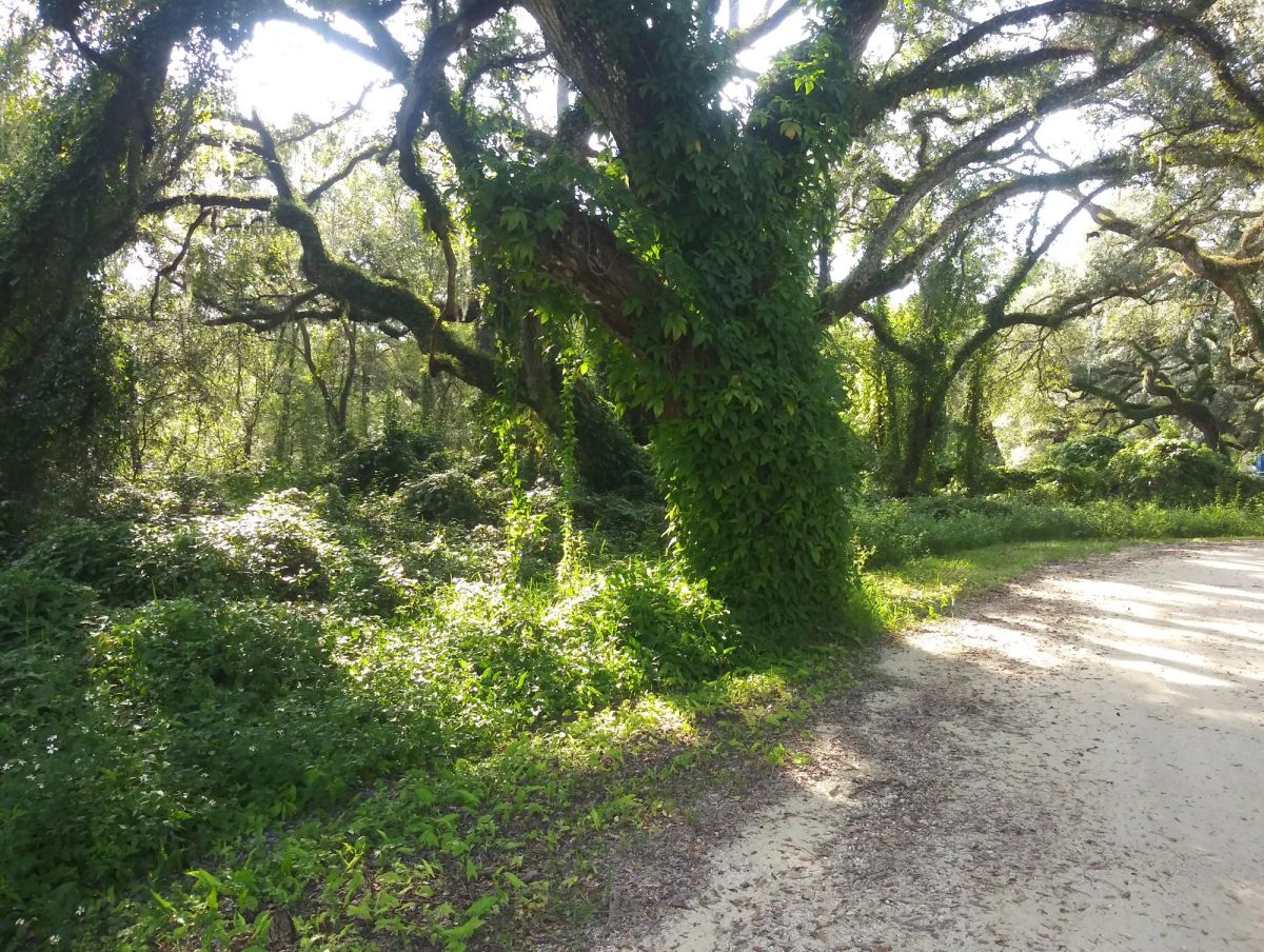 Vacant Residential Lot in Dade City, FL - Main image
