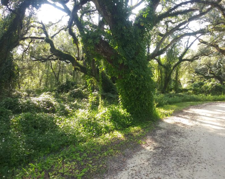 Vacant Residential Lot in Dade City, FL in Hernando County, FL