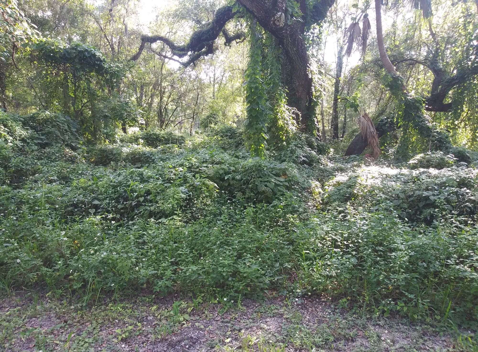 Vacant Residential Lot in Dade City, FL in Hernando County, FL