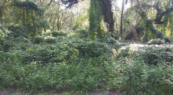 Vacant Residential Lot in Dade City, FL in Hernando County, FL