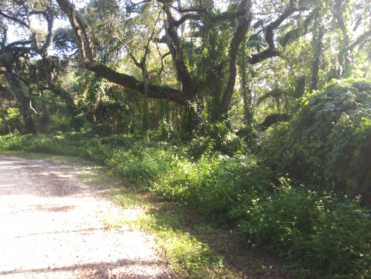Vacant Residential Lot in Dade City, FL - Image 3