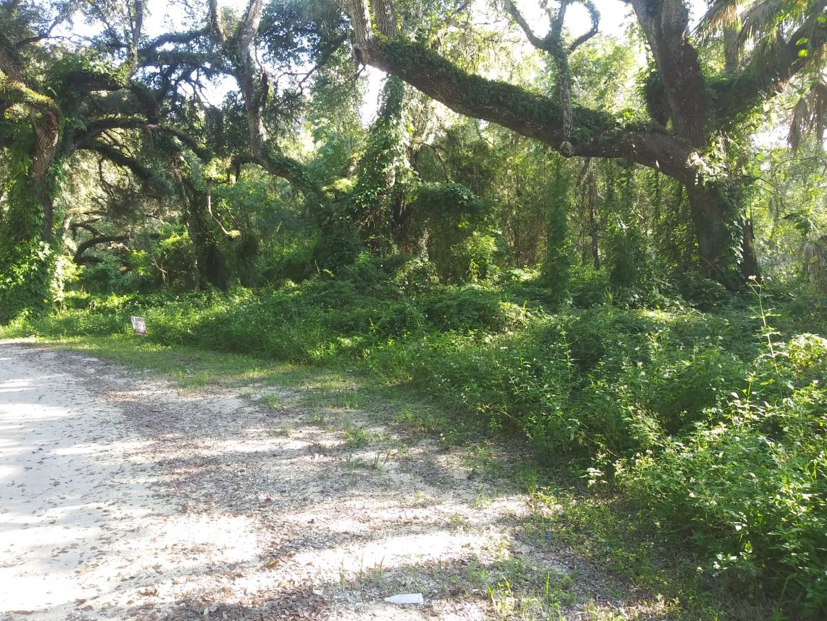 Decorative background for Vacant Residential Lot in Dade City, FL image 7