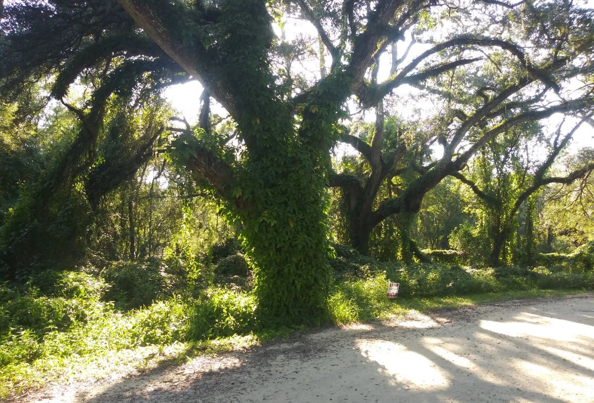 Decorative background for Vacant Residential Lot in Dade City, FL image 11