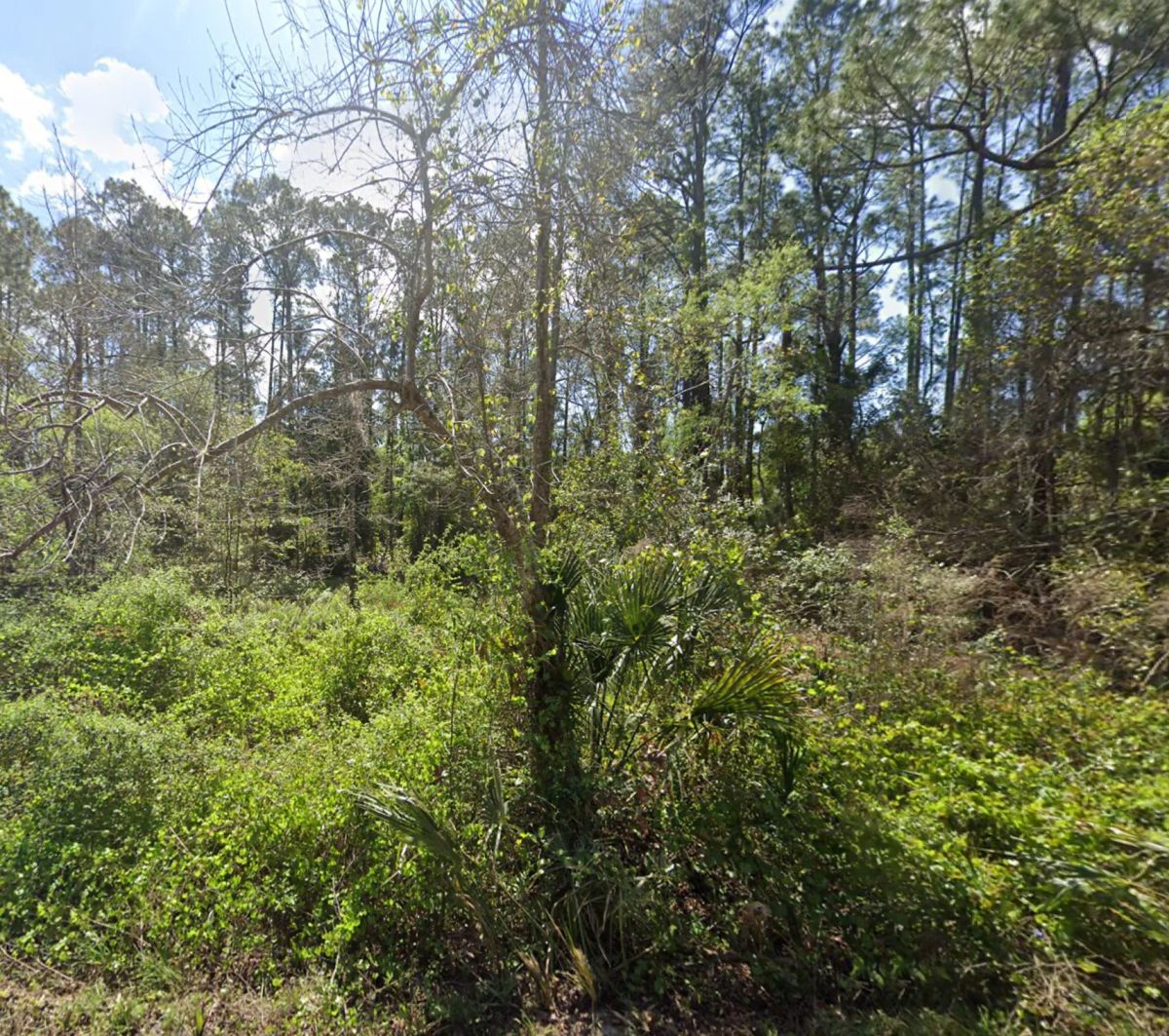 Residential, Undeveloped Lot near Lake in Georgetown, FL - Image 3