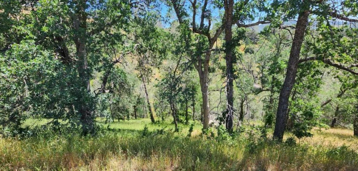 Decorative background for 39.36 Acres Of Picturesque Land In Coarsegold, CA image 7