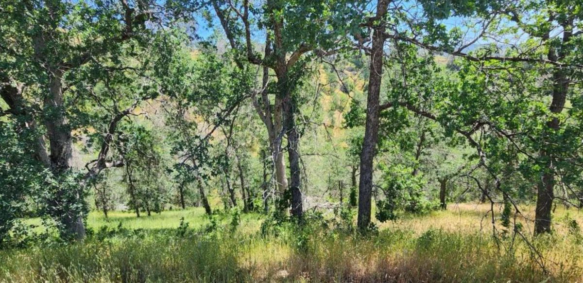 Decorative background for 39.36 Acres Of Picturesque Land In Coarsegold, CA image 8