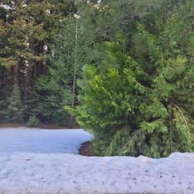 .51 Acres Of Residential Land For Sale In Shingletown, CA in Shasta County, CA