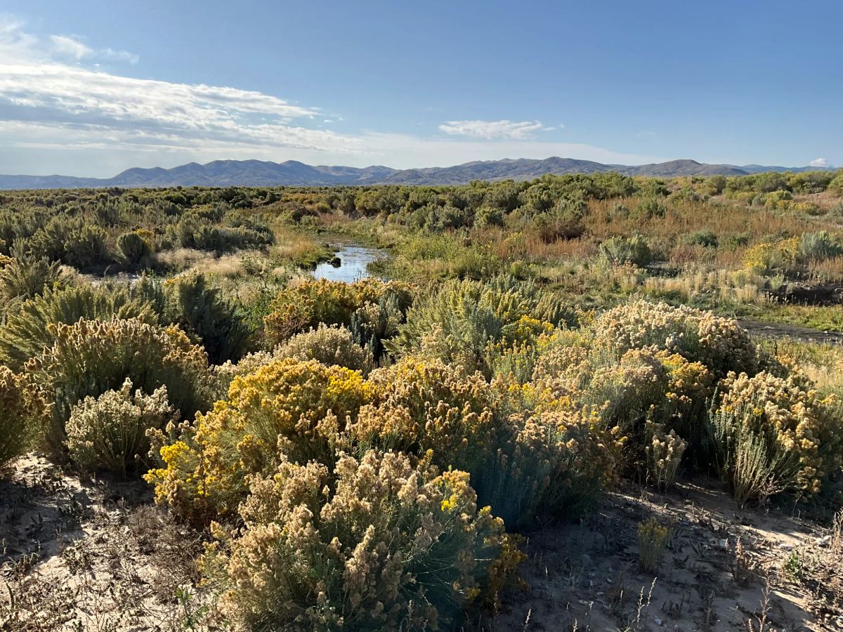 Decorative background for 40 Acres in Elko County, NV image 13