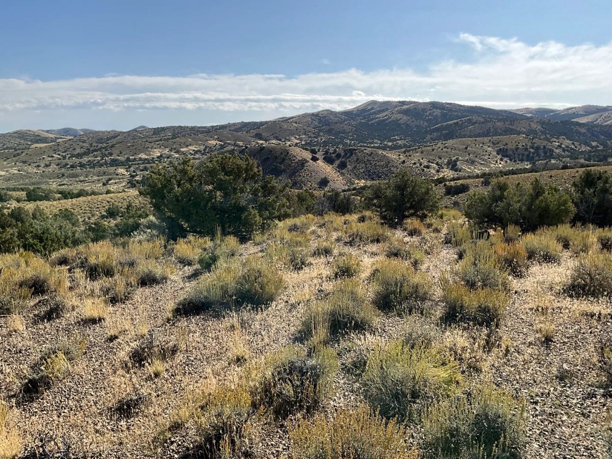 Decorative background for 40 Acres in Elko County, NV image 20