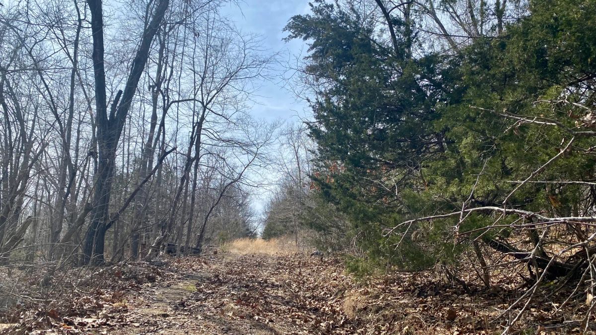 Decorative background for 0.09 Acres in Ozark County, MO image 10