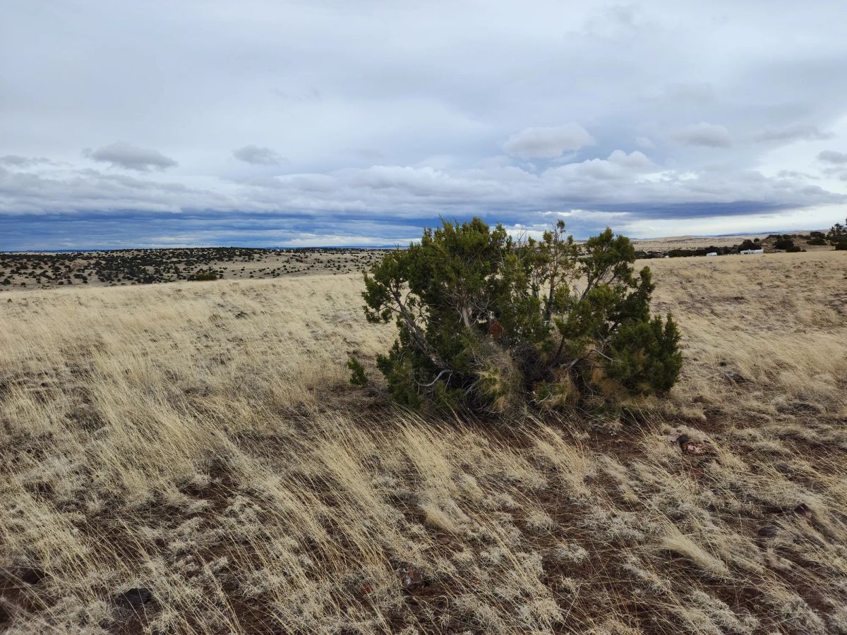 Decorative background for 1.04 Acres in Apache County, AZ image 5