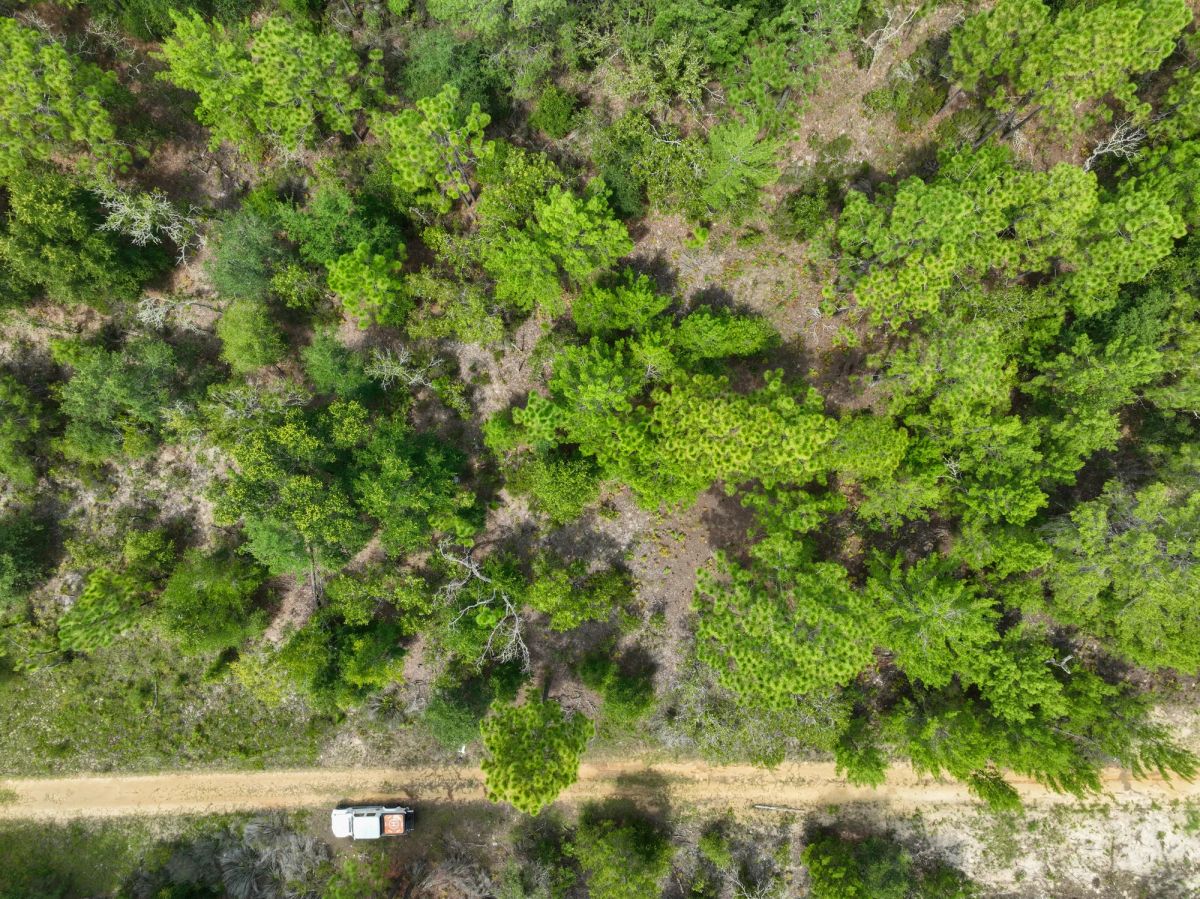 Decorative background for 0.3 Acres in Putnam County, FL image 8