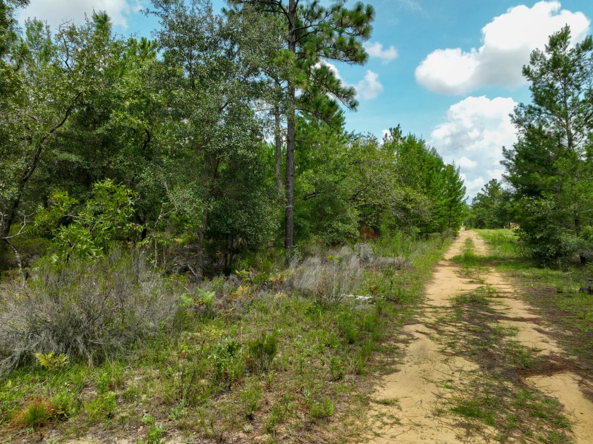 Decorative background for 0.3 Acres in Putnam County, FL image 11