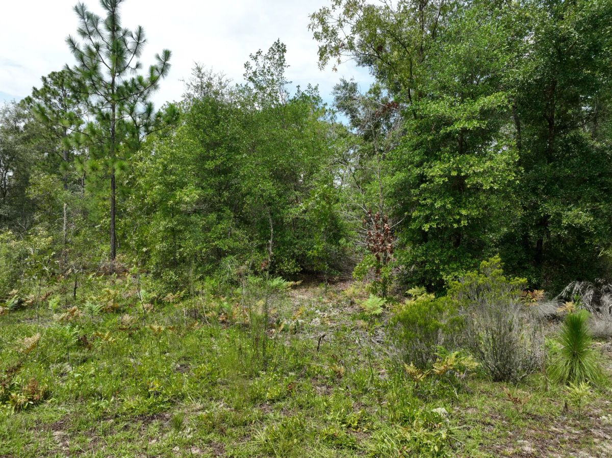 0.3 Acres in Putnam County, FL - Image 4