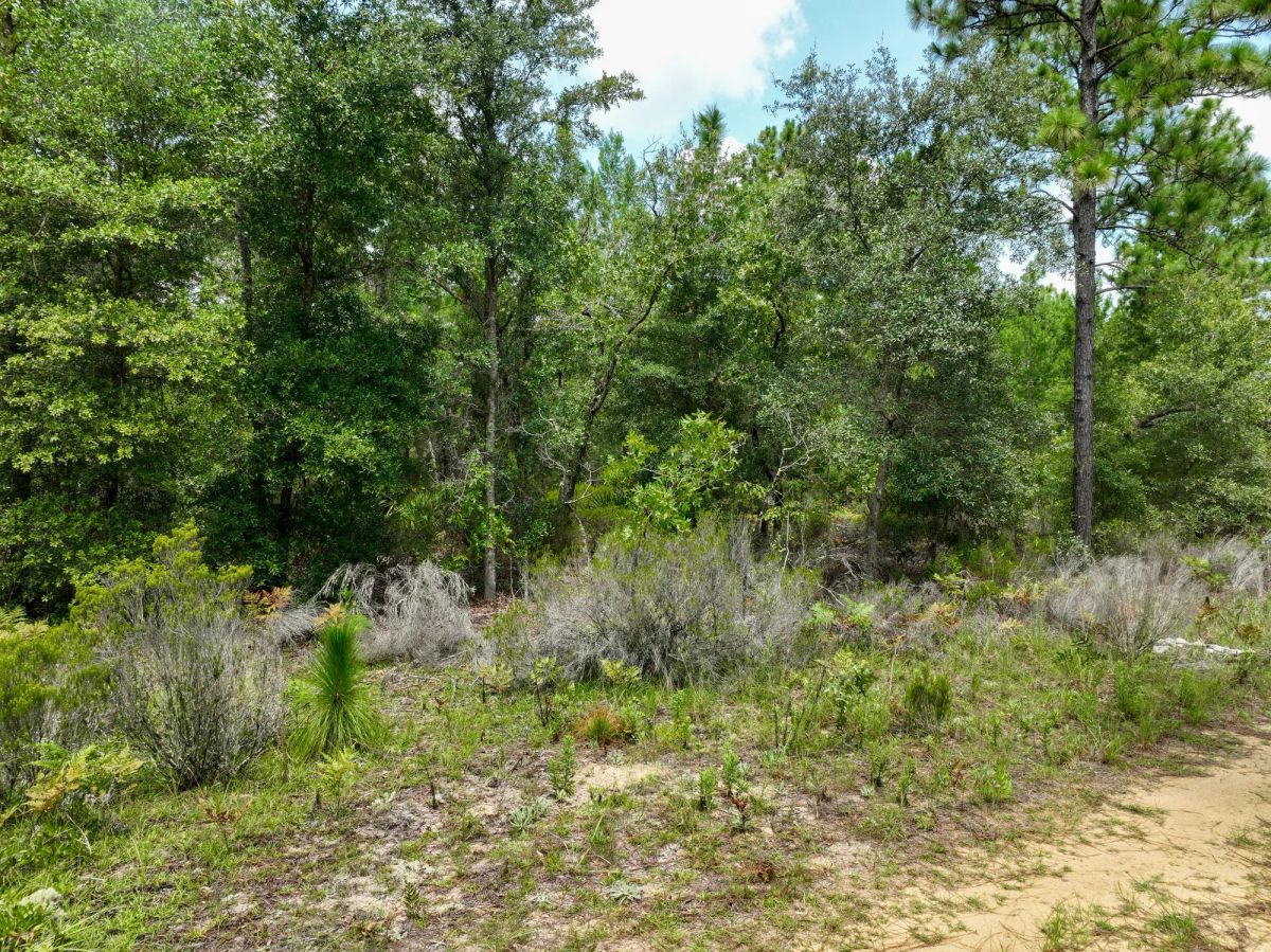 Decorative background for 0.3 Acres in Putnam County, FL image 12