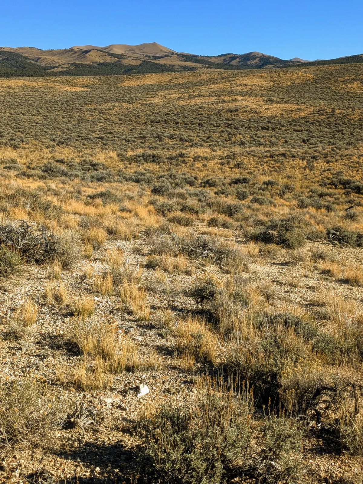 Decorative background for 40 Acres in Elko County, NV image 15