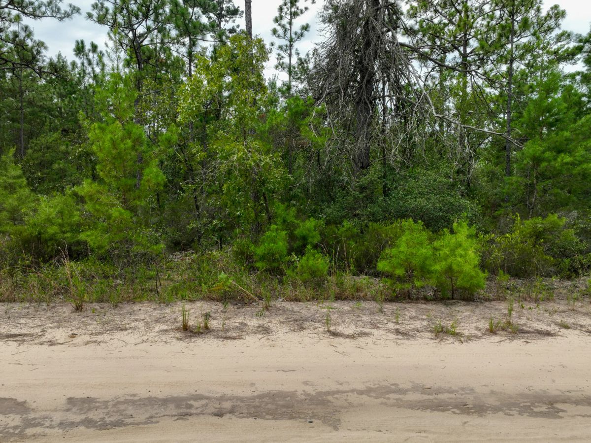 Decorative background for 0.21 Acres in Putnam County, FL image 12