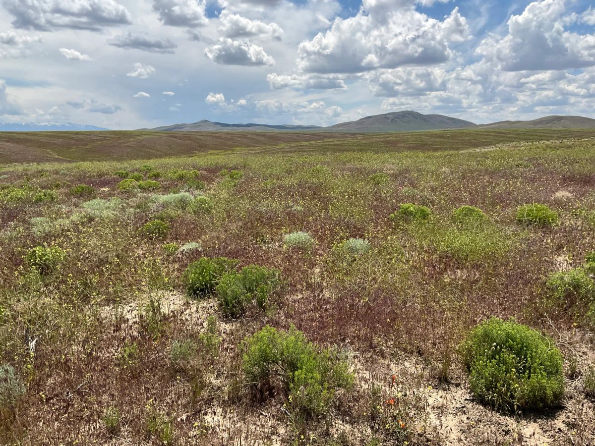 Decorative background for 40 Acres in Elko County, NV image 11