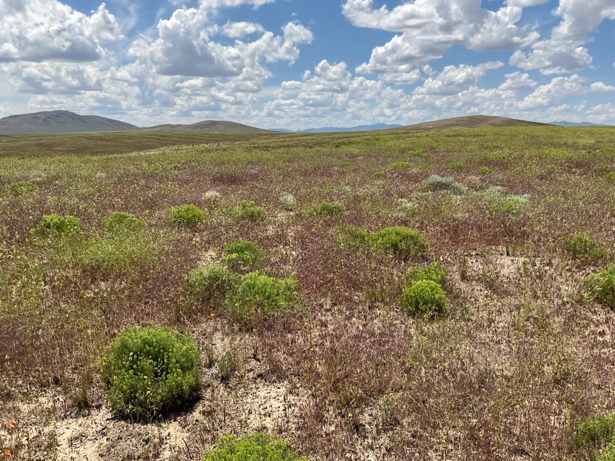 Decorative background for 40 Acres in Elko County, NV image 12