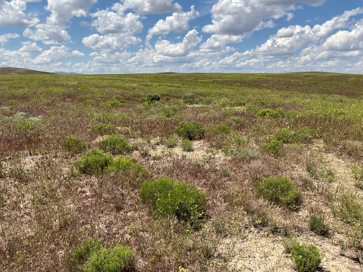 Decorative background for 40 Acres in Elko County, NV image 13