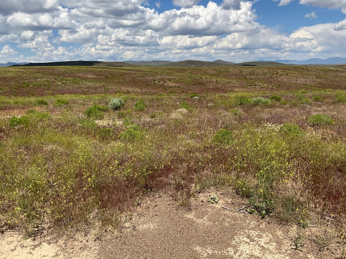 Decorative background for 40 Acres in Elko County, NV image 14