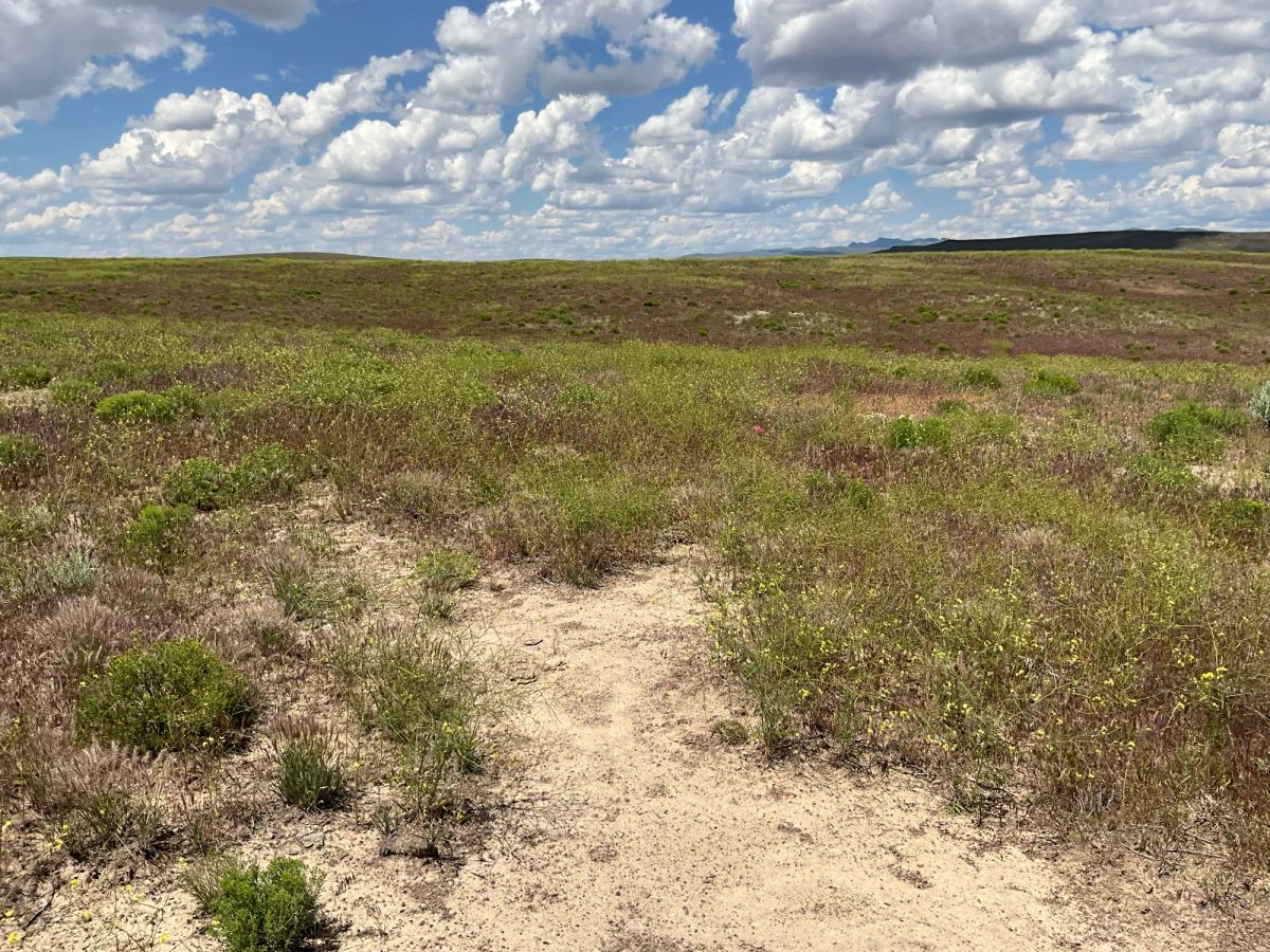 Decorative background for 40 Acres in Elko County, NV image 15