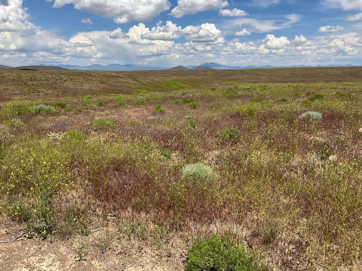 Decorative background for 40 Acres in Elko County, NV image 16