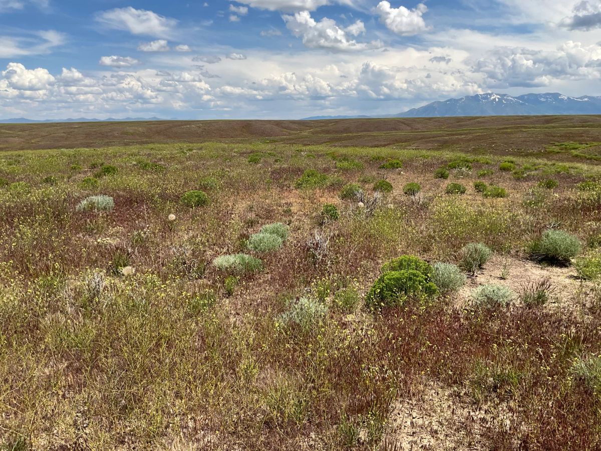 Decorative background for 40 Acres in Elko County, NV image 17