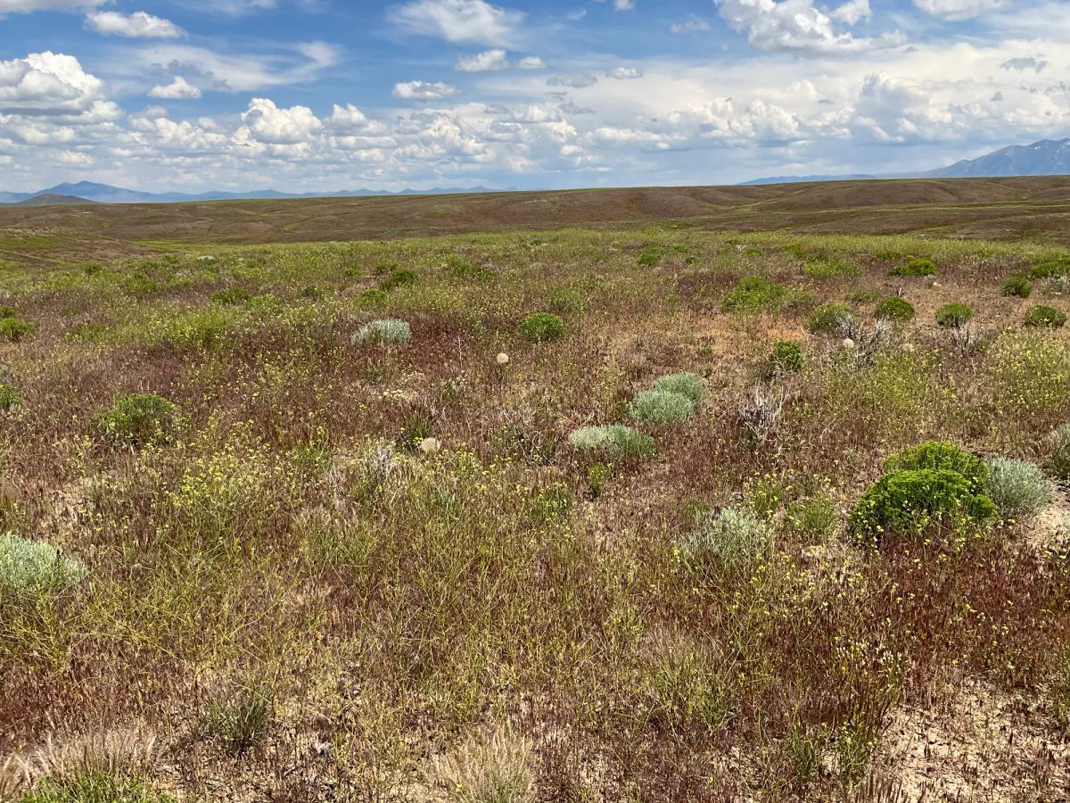 Decorative background for 40 Acres in Elko County, NV image 18