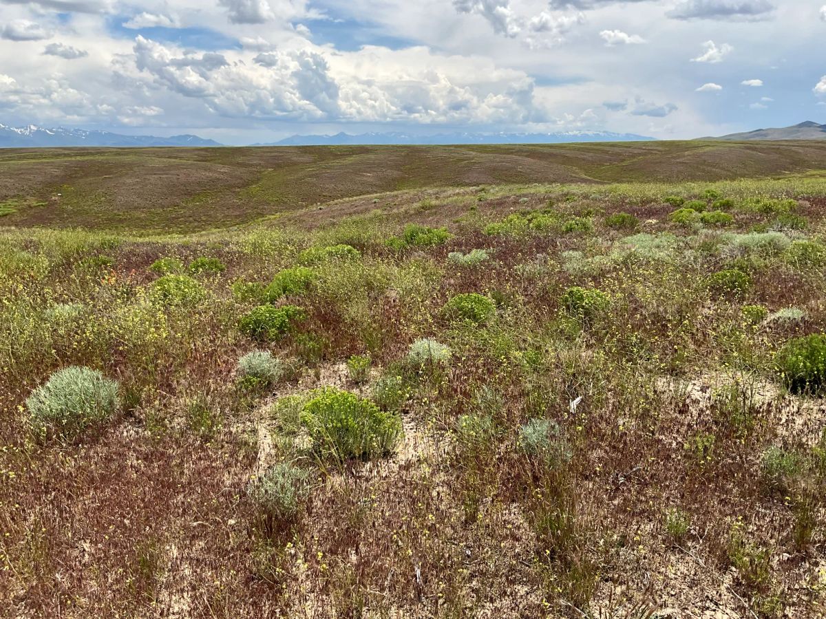 Decorative background for 40 Acres in Elko County, NV image 19