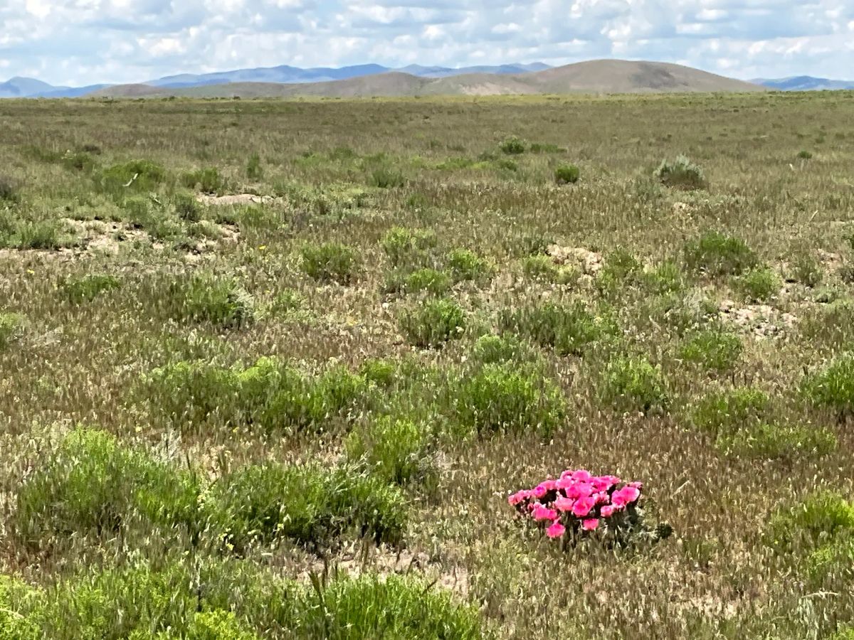 Decorative background for 40 Acres in Elko County, NV image 18