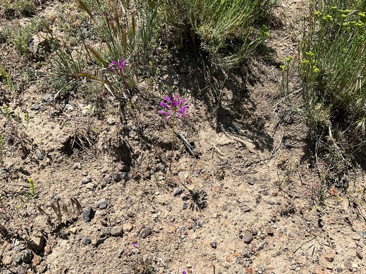 Decorative background for 40 Acres in Elko County, NV image 19