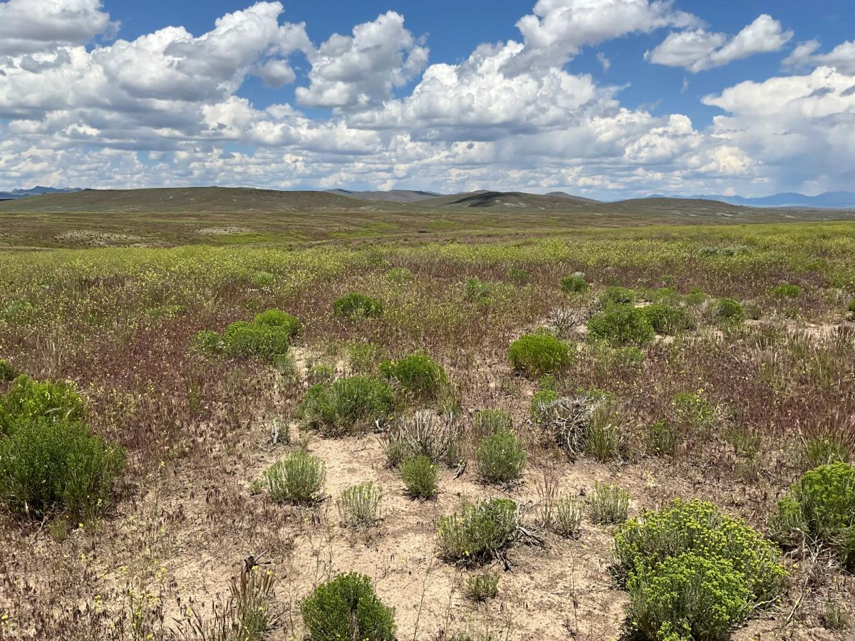 Decorative background for 40 Acres in Elko County, NV image 22