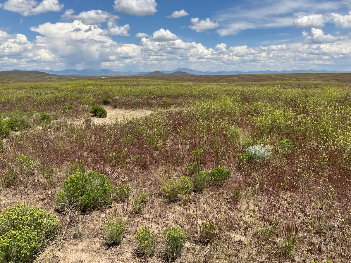Decorative background for 40 Acres in Elko County, NV image 24