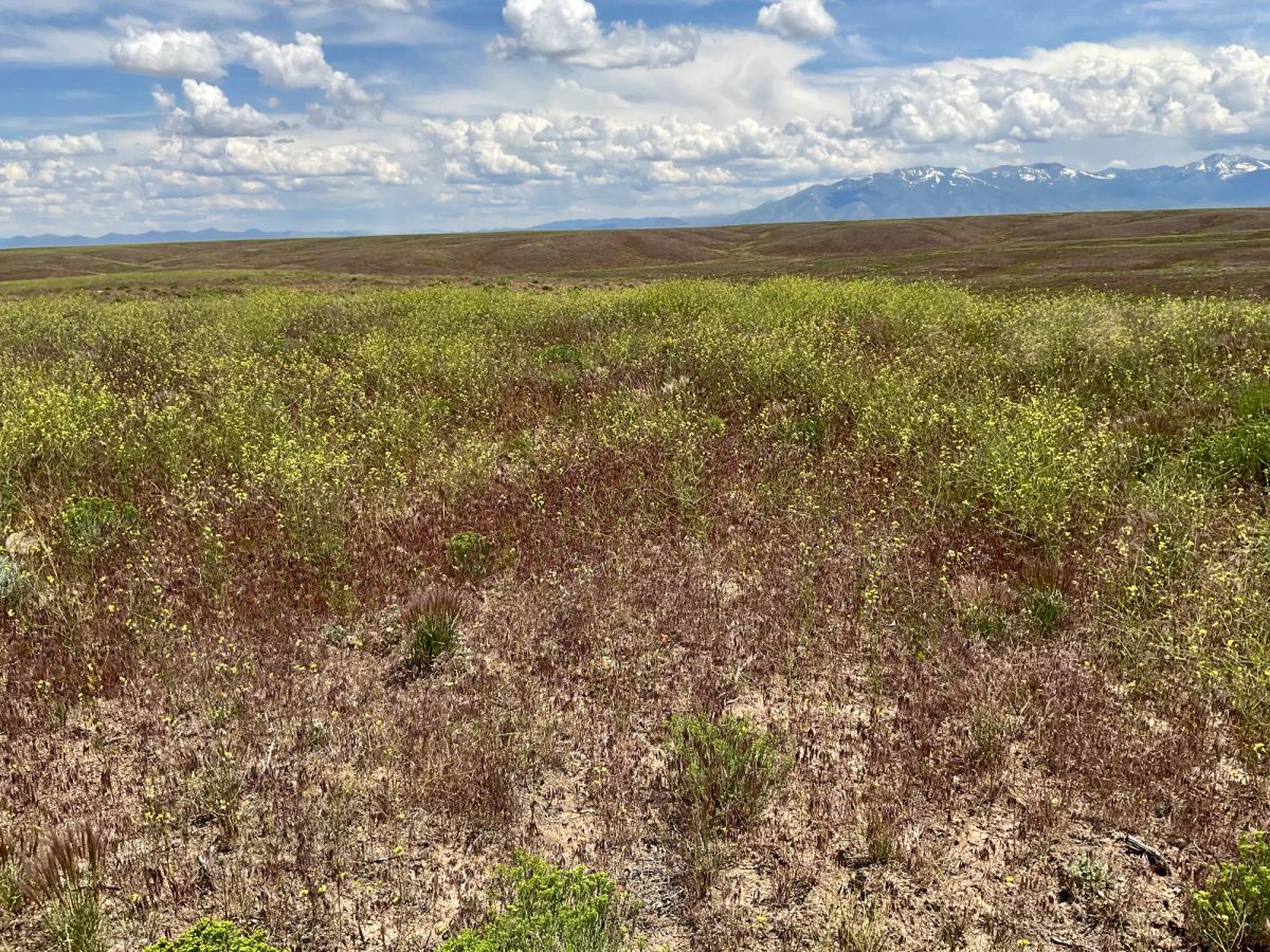 Decorative background for 40 Acres in Elko County, NV image 25