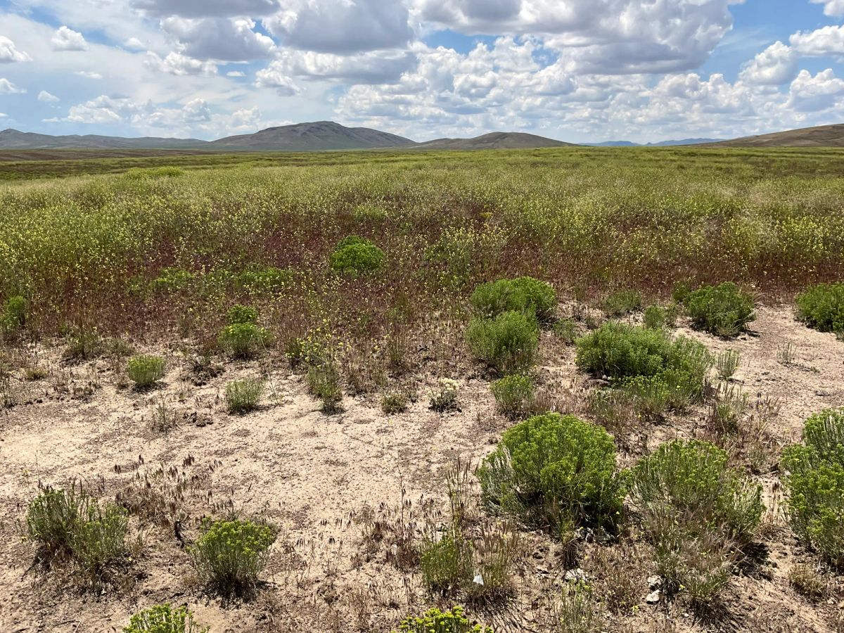 Decorative background for 40 Acres in Elko County, NV image 26