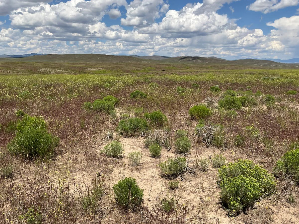 Decorative background for 40 Acres in Elko County, NV image 27