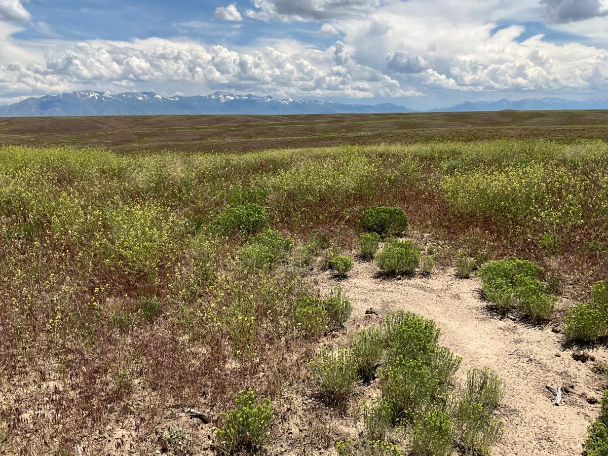 Decorative background for 40 Acres in Elko County, NV image 28