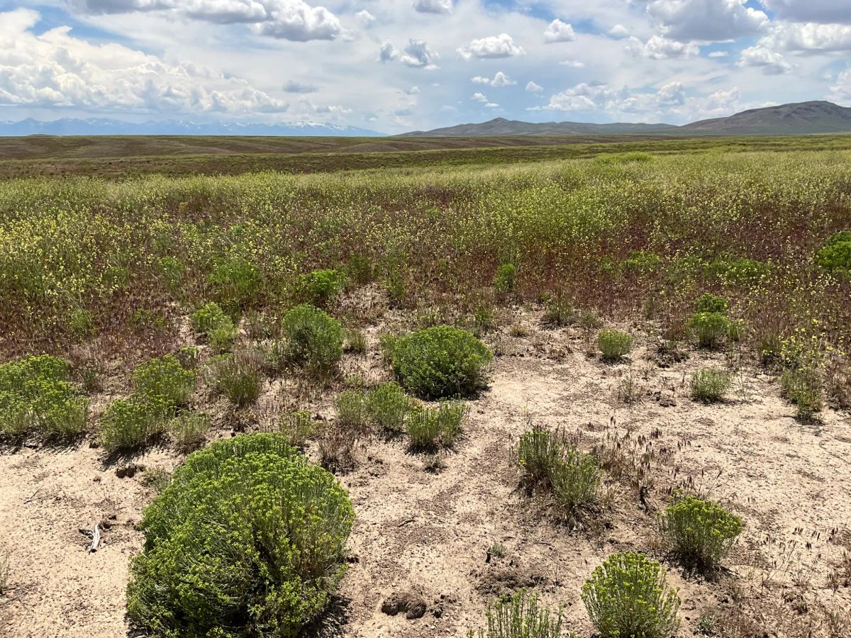 Decorative background for 40 Acres in Elko County, NV image 29