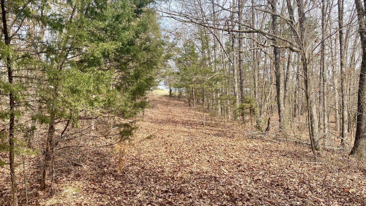 Decorative background for 0.09 Acres in Ozark County, MO image 7