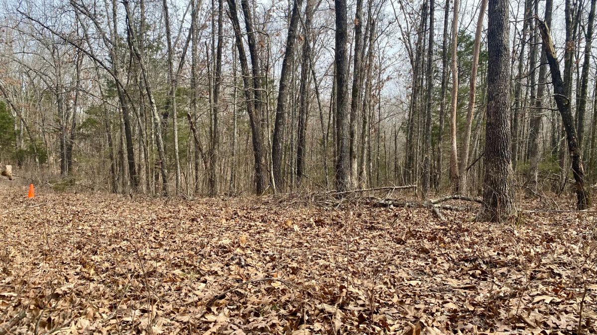 Decorative background for 0.09 Acres in Ozark County, MO image 11