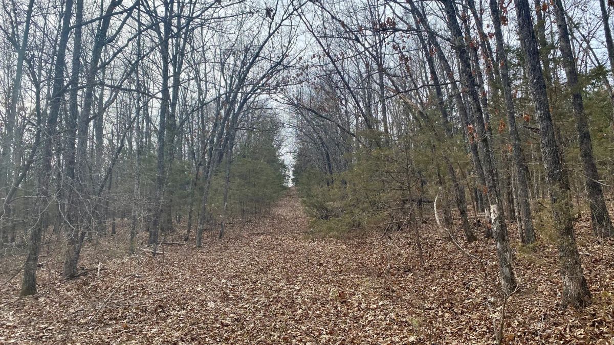 Decorative background for 0.09 Acres in Ozark County, MO image 12