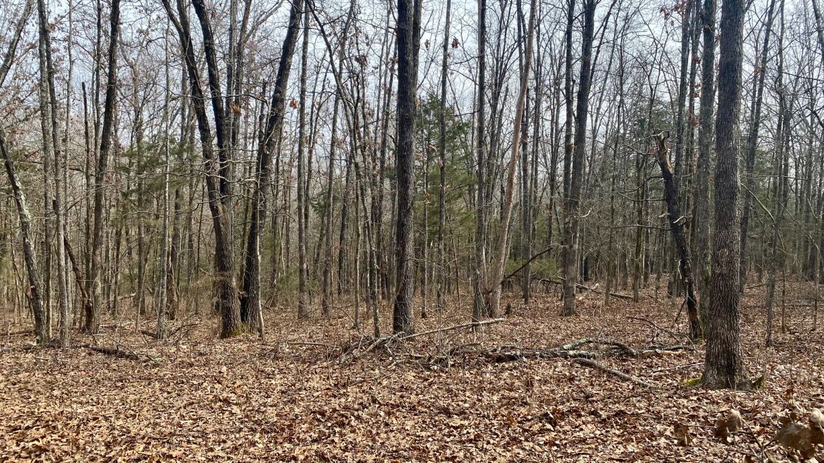 Decorative background for 0.09 Acres in Ozark County, MO image 13