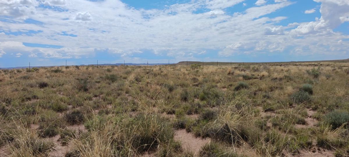 Decorative background for 1.25 Acres in Apache County, AZ image 8