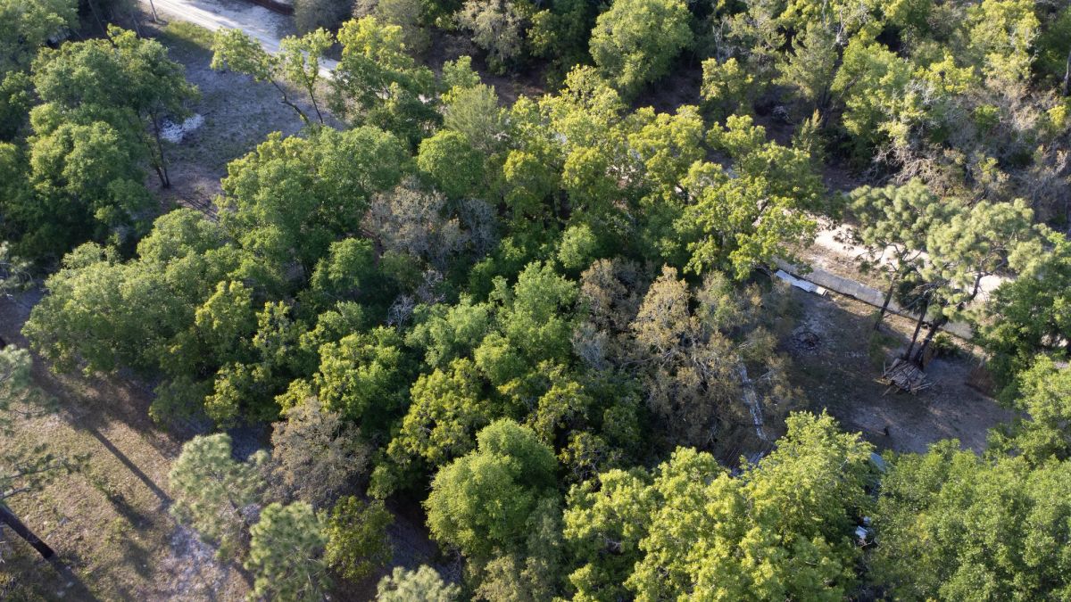 Decorative background for 0.46 Acres in Putnam County, FL image 8