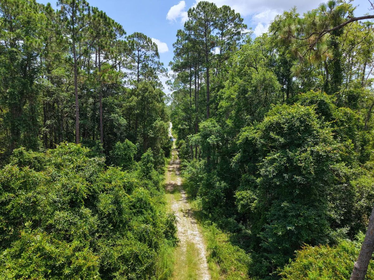 Decorative background for Off the Beaten Path in Satsuma, FL image 5