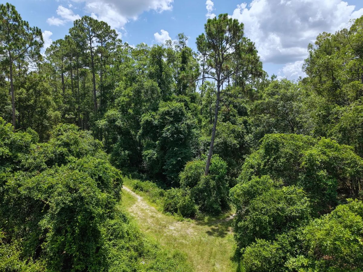 Decorative background for Off the Beaten Path in Satsuma, FL image 6