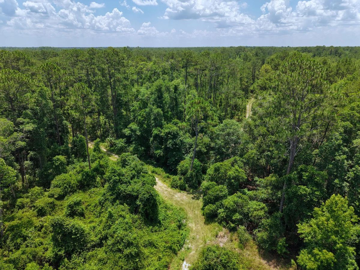 Decorative background for Off the Beaten Path in Satsuma, FL image 7