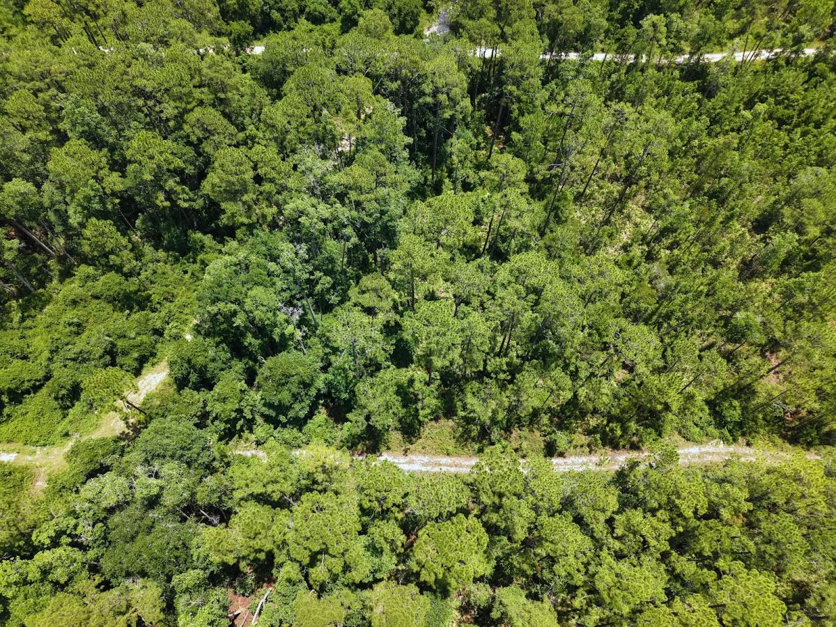 Decorative background for Off the Beaten Path in Satsuma, FL image 11