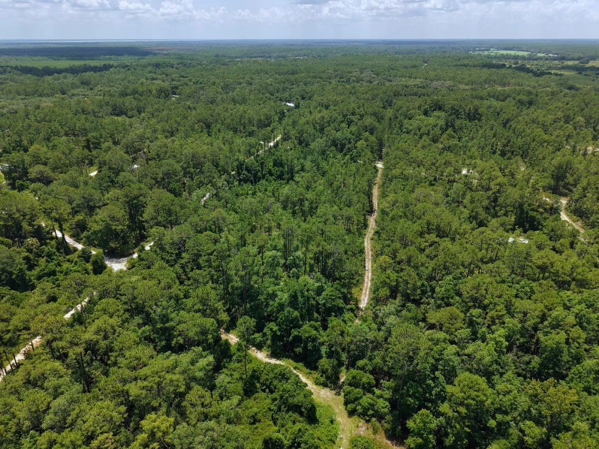 Decorative background for Off the Beaten Path in Satsuma, FL image 15